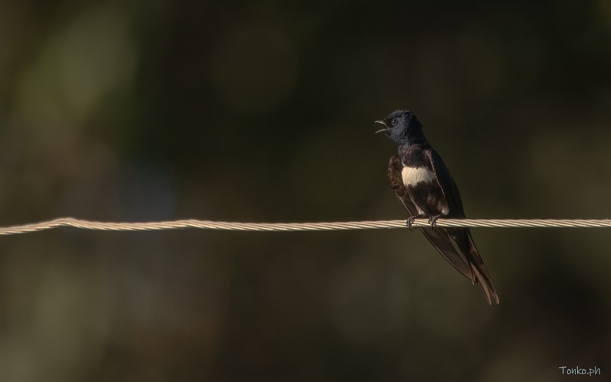 White-banded Swallow - ML606395791
