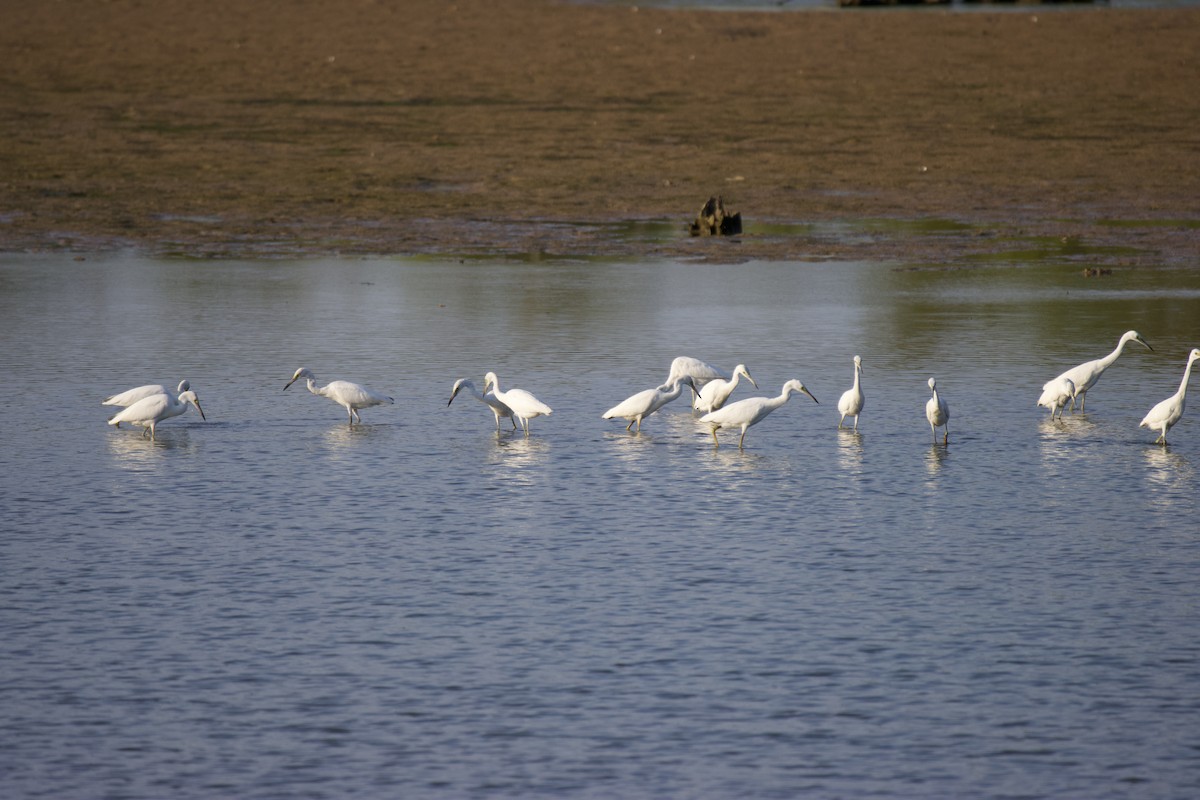 Little Blue Heron - ML606395971