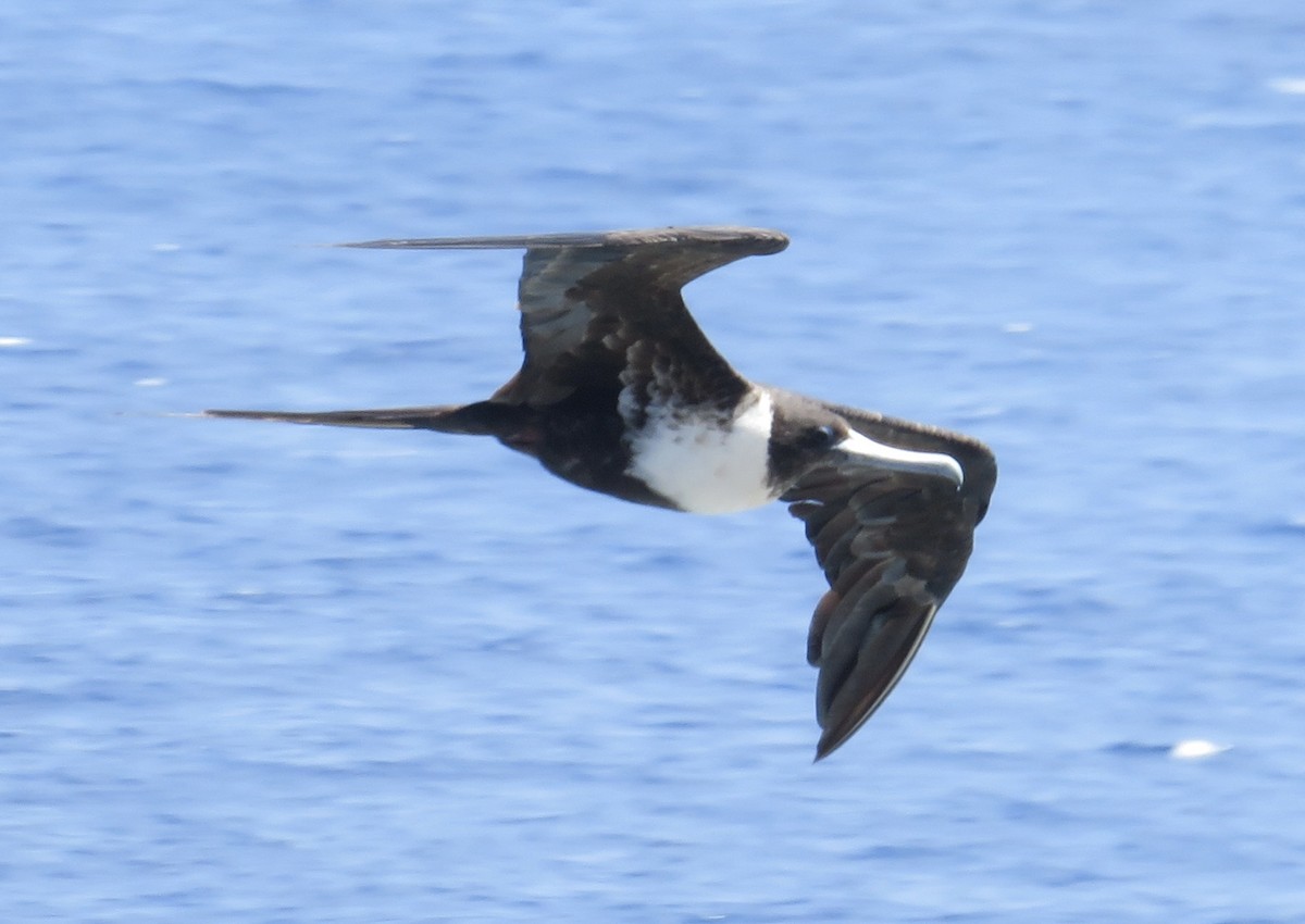 Magnificent Frigatebird - ML606396411