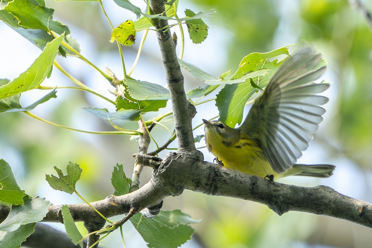 Prairie Warbler - Ben Nieman