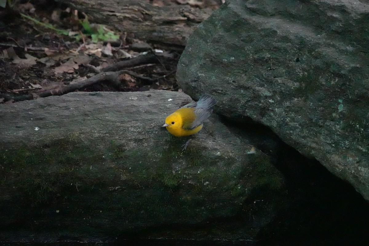 Prothonotary Warbler - ML606396461