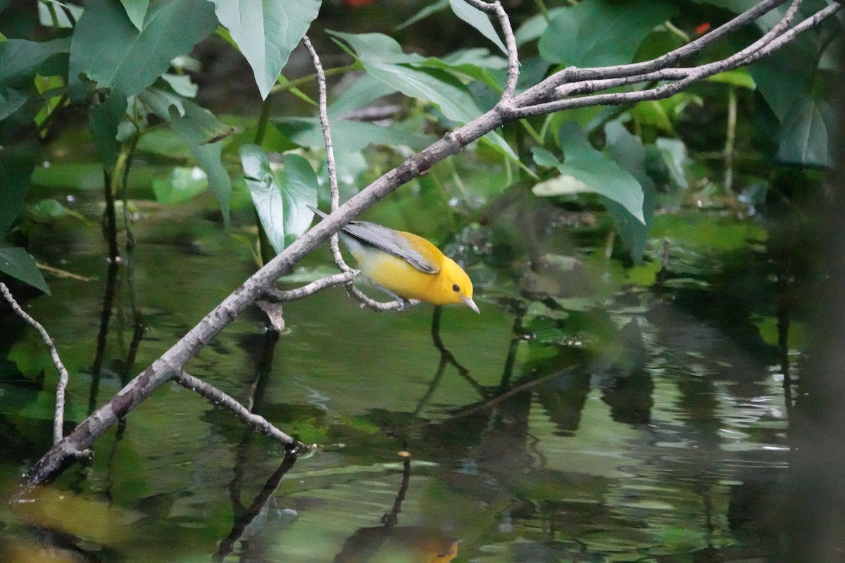 Prothonotary Warbler - Jarrett Lewis