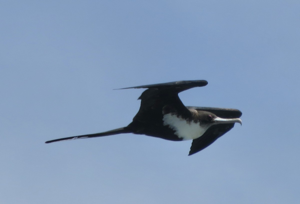 Great Frigatebird - ML606396601