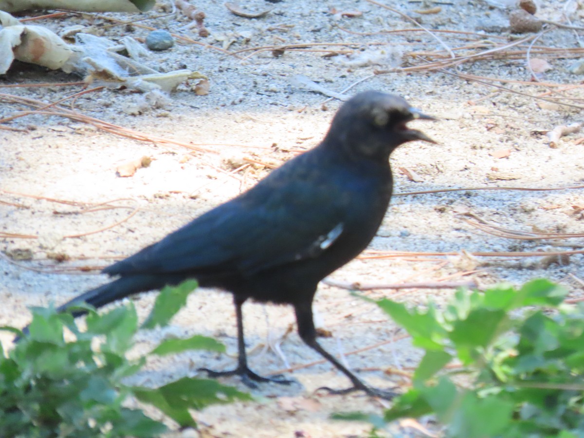 Tricolored Blackbird - ML606396701