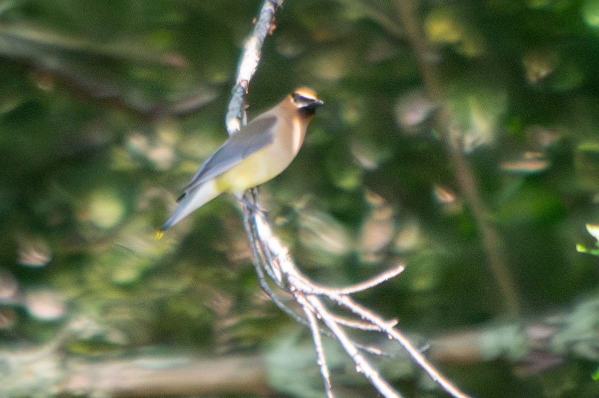 Cedar Waxwing - ML606397481