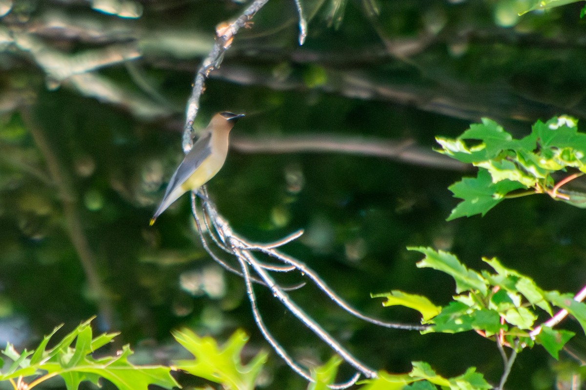 Cedar Waxwing - ML606397491