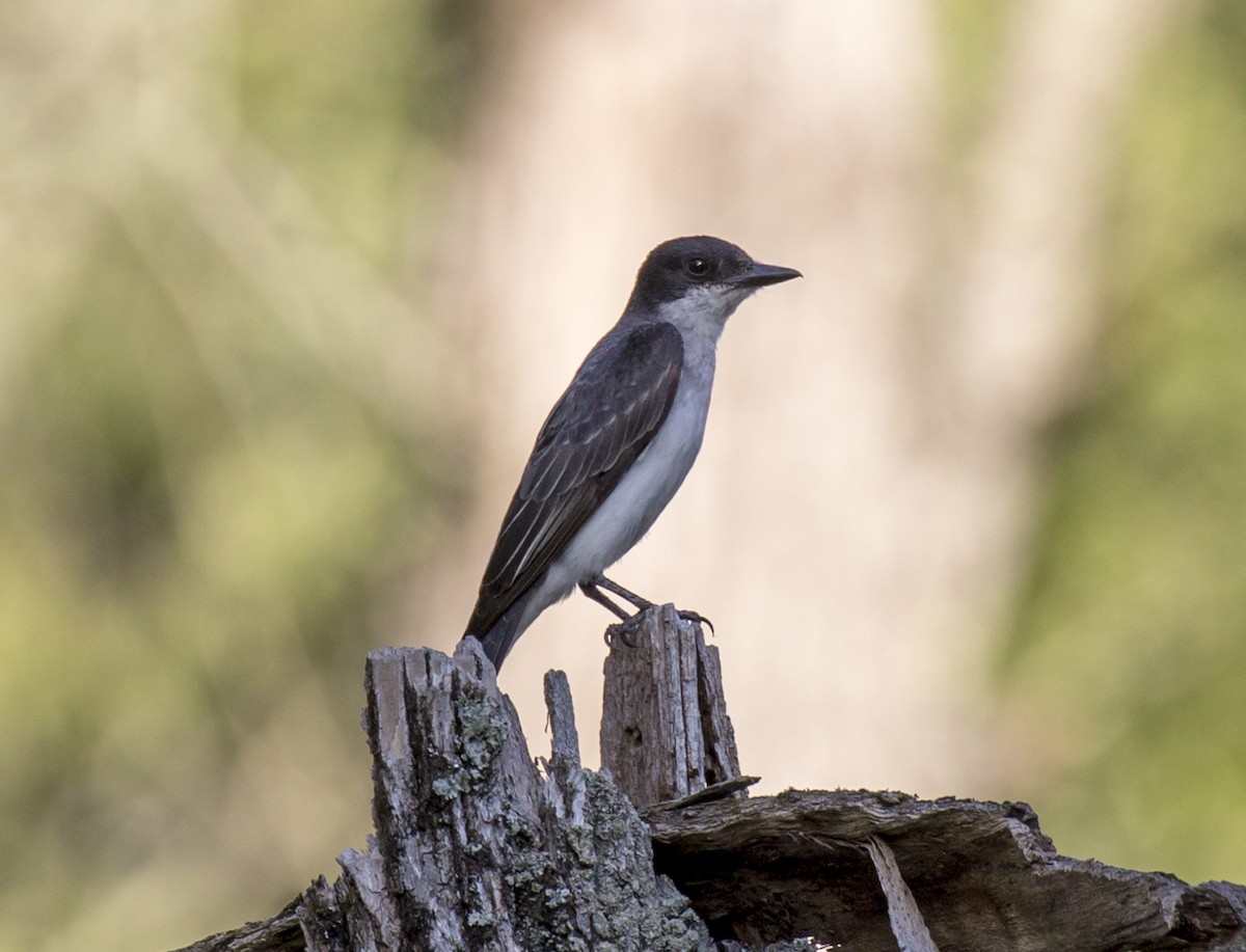 Eastern Kingbird - ML606397861