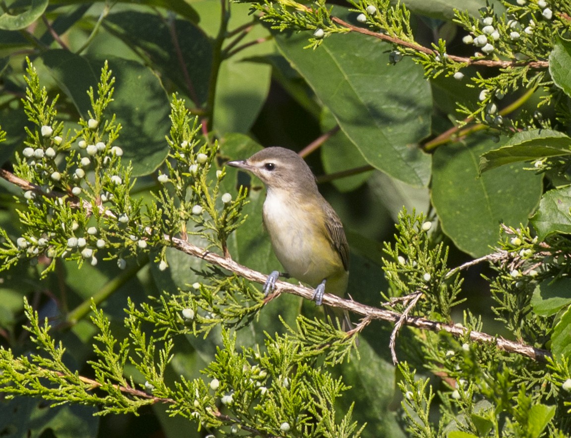 Warbling Vireo - ML606398061