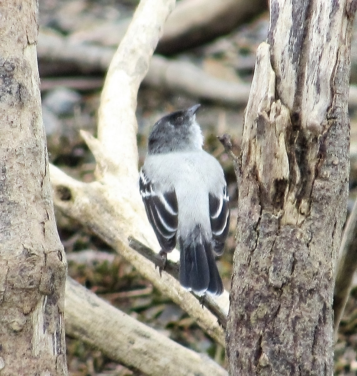 Torrent Tyrannulet - ML606398271