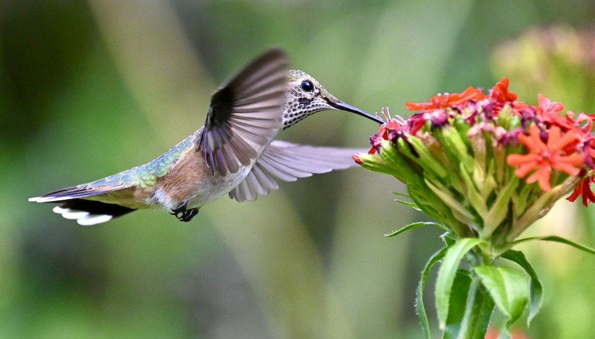 Broad-tailed Hummingbird - Nancy Blaze
