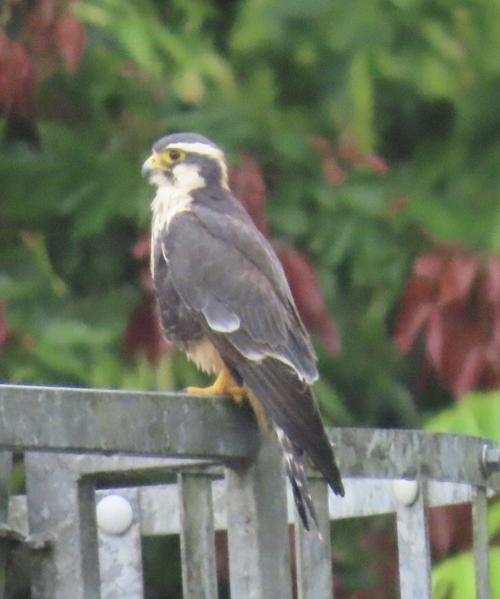 Aplomado Falcon - Enrico Leonardi