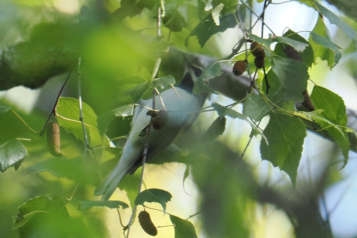 Golden-winged Warbler - ML606400061