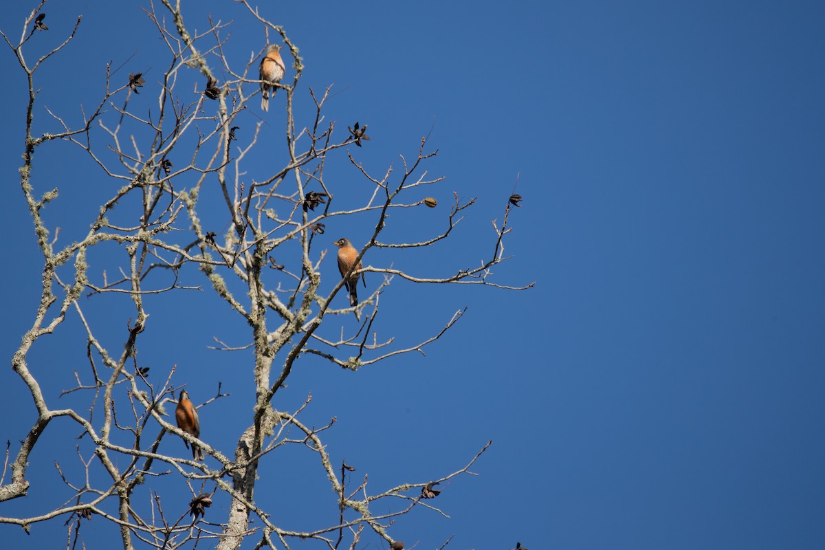 American Robin - ML606400261