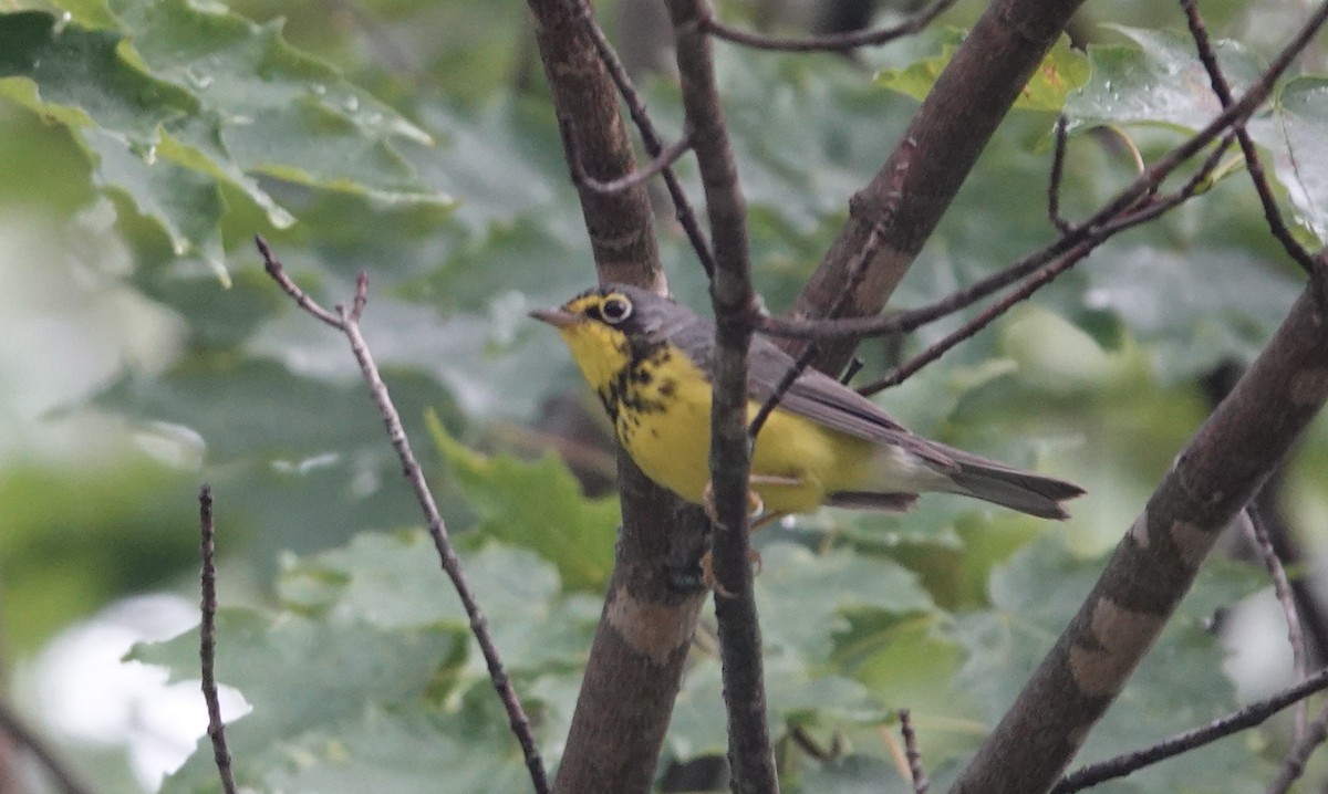 Canada Warbler - ML606400981