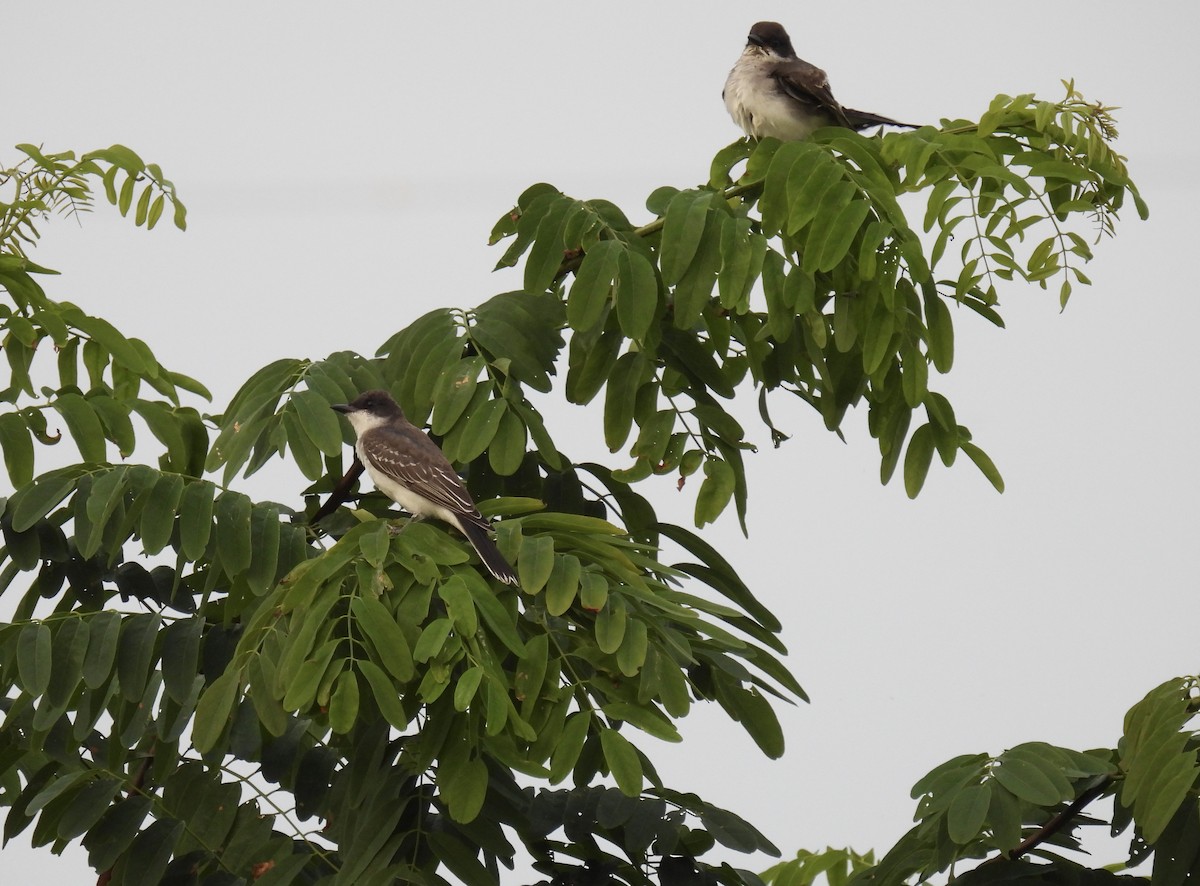 Eastern Kingbird - ML606401341