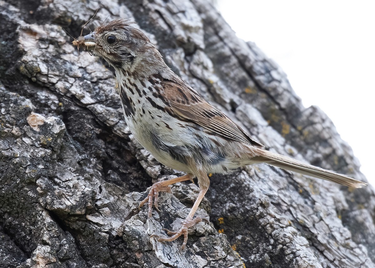 Song Sparrow - ML606401531