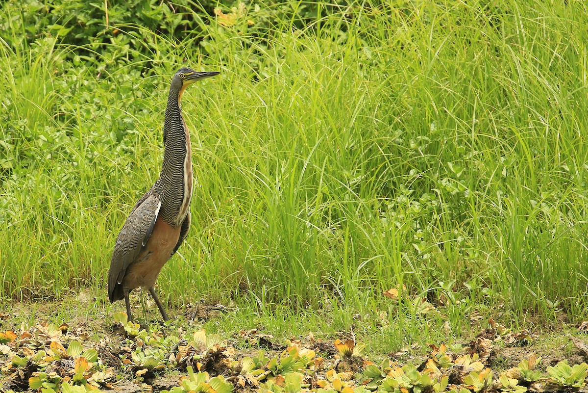 Bare-throated Tiger-Heron - ML60640191