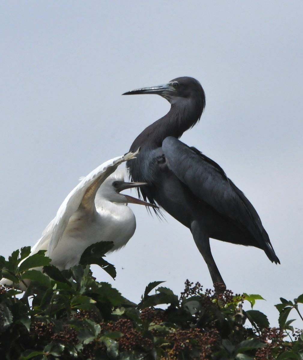 Little Blue Heron - ML606401911