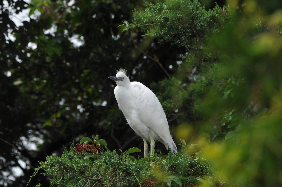 Little Blue Heron - ML606401921