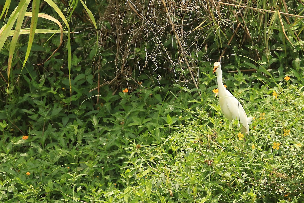 Western Cattle Egret - ML60640221