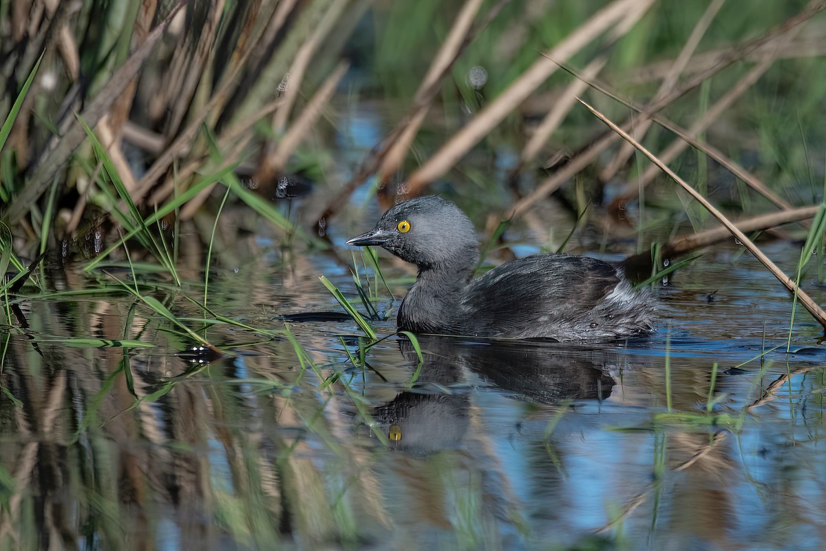 Least Grebe - ML606402611