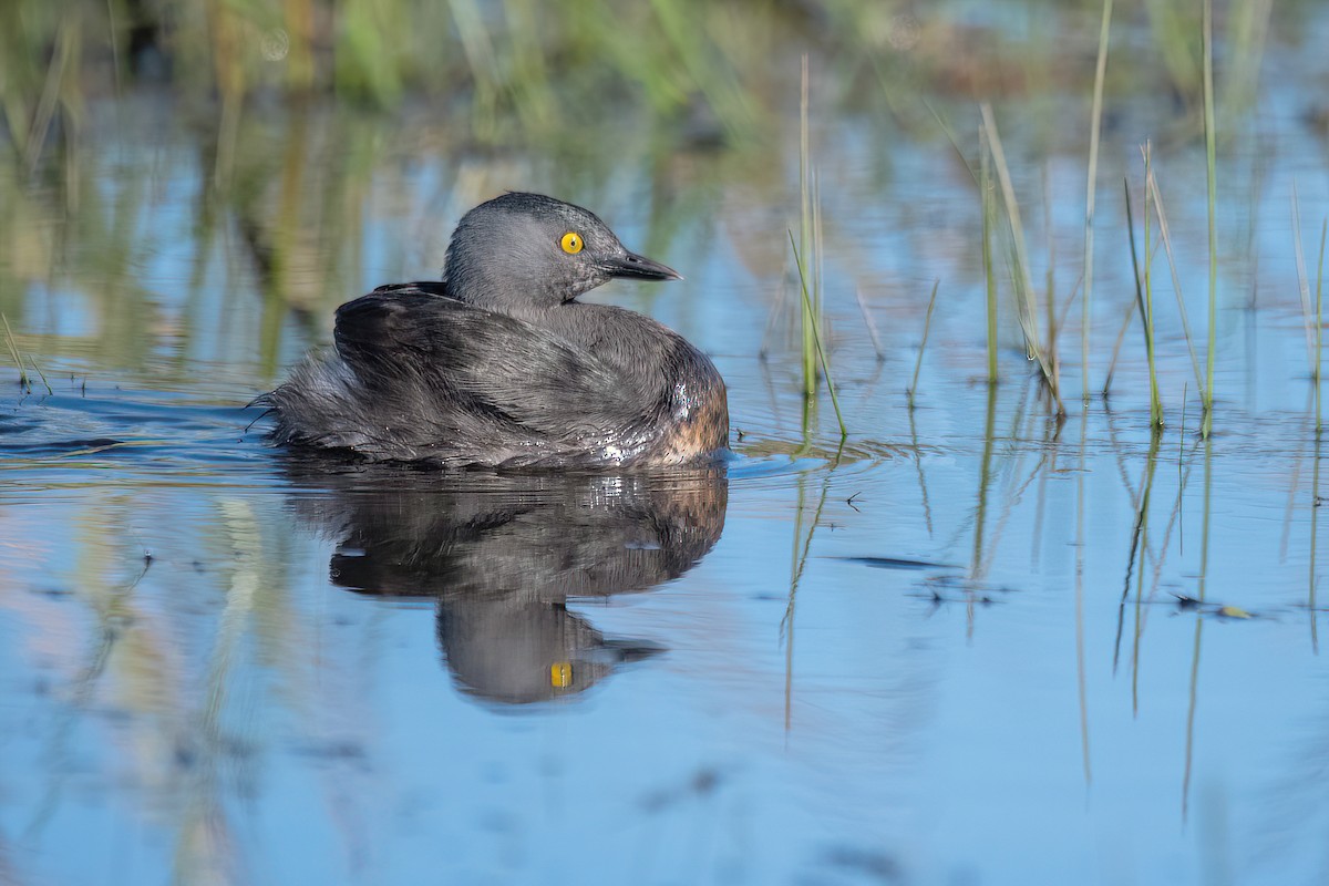 Least Grebe - ML606402631