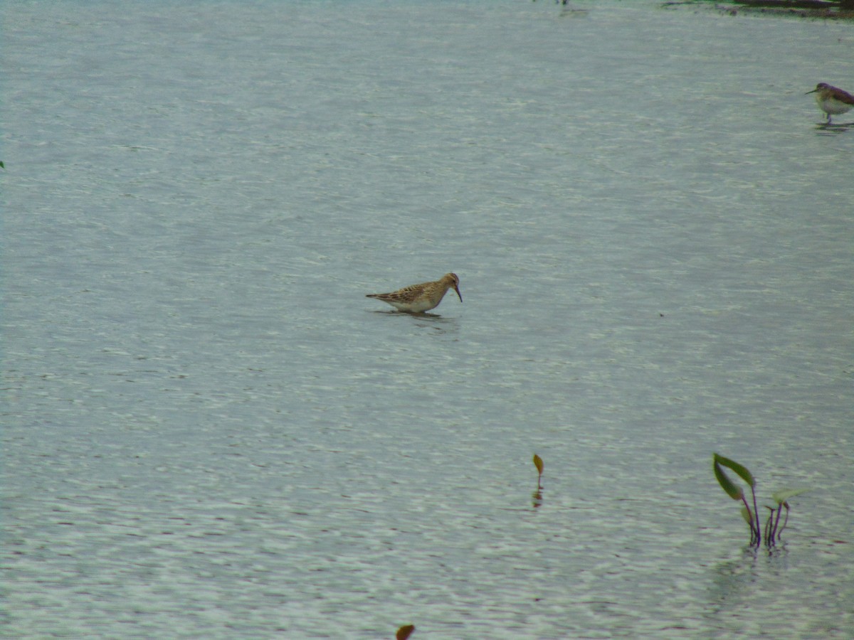 Pectoral Sandpiper - Matthew Thompson