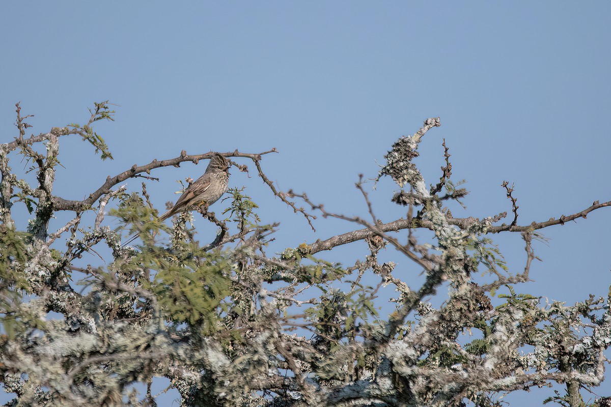 Tufted Tit-Spinetail - ML606403661