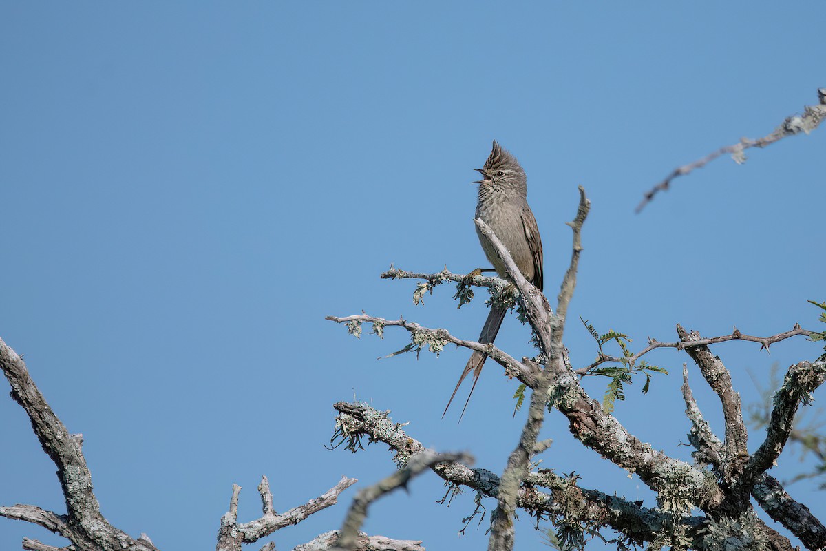 Tufted Tit-Spinetail - ML606403691