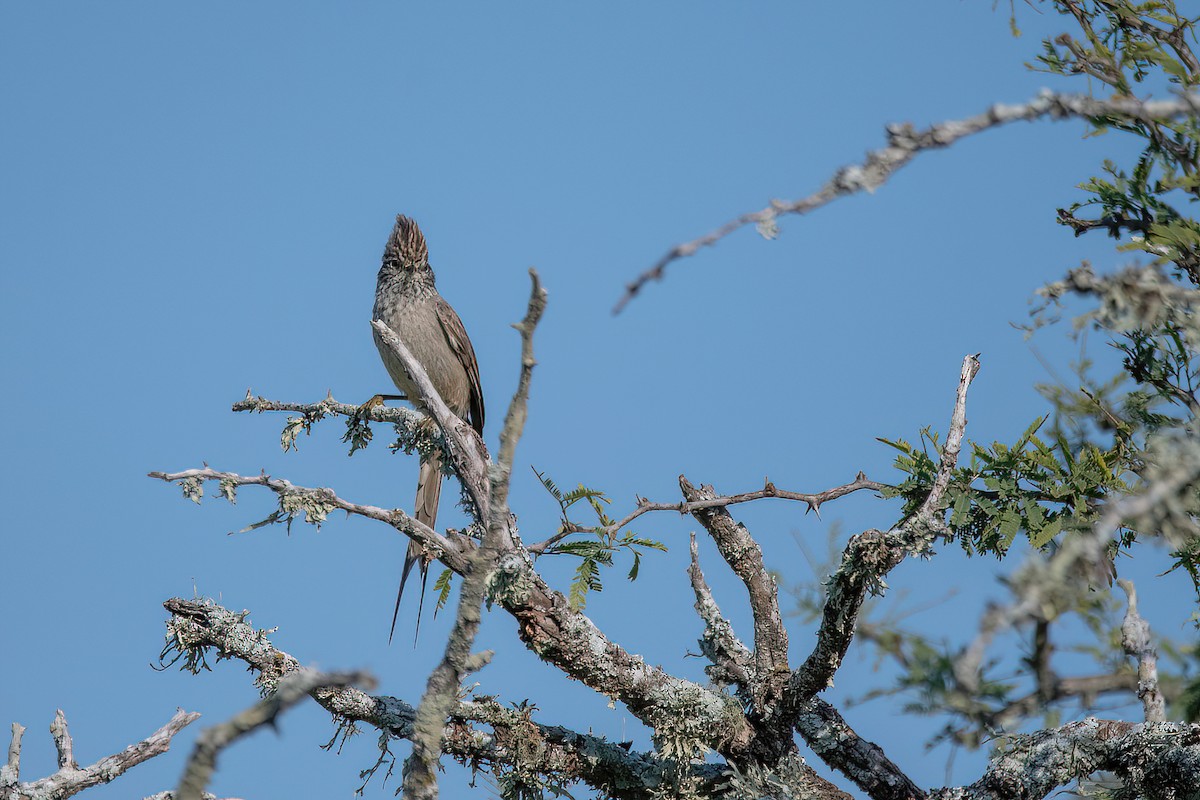 Tufted Tit-Spinetail - ML606403701