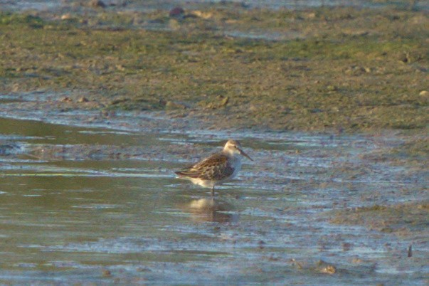 Western Sandpiper - ML606403771