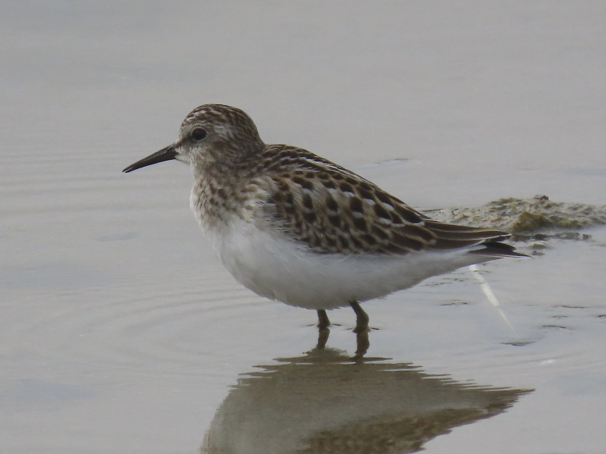 Least Sandpiper - ML606403781