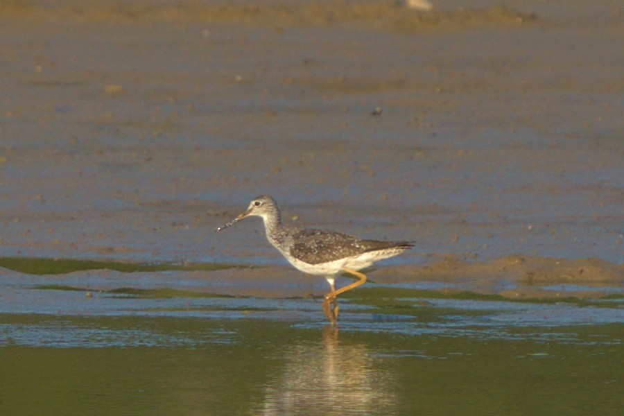 Greater Yellowlegs - ML606404201