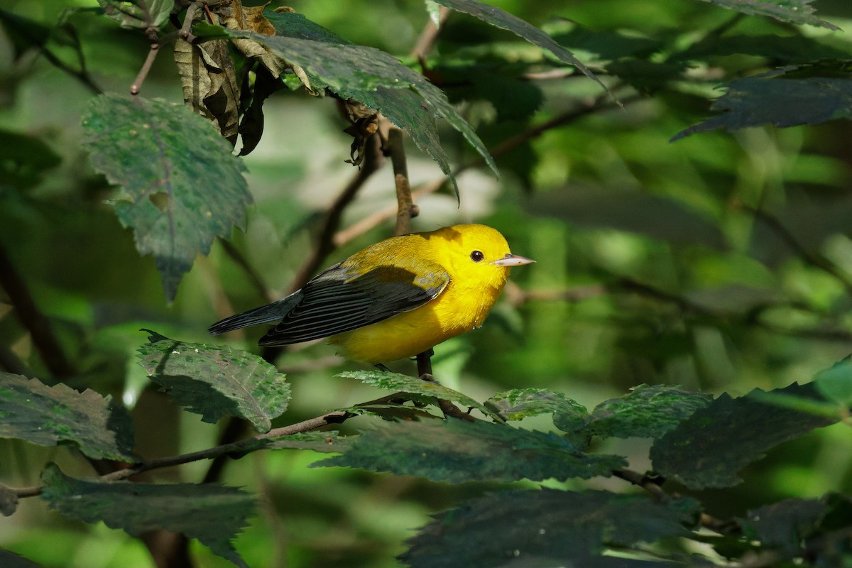 Prothonotary Warbler - ML606404821