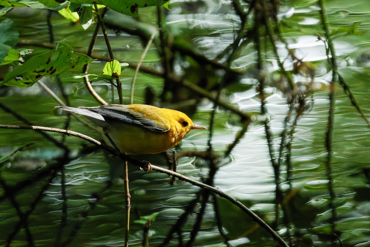 Prothonotary Warbler - Ian Bell