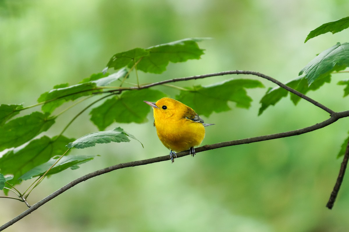 Prothonotary Warbler - ML606404841