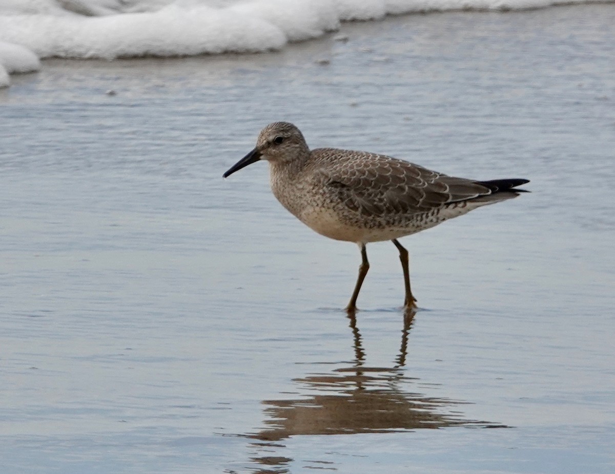 Red Knot - ML606405071