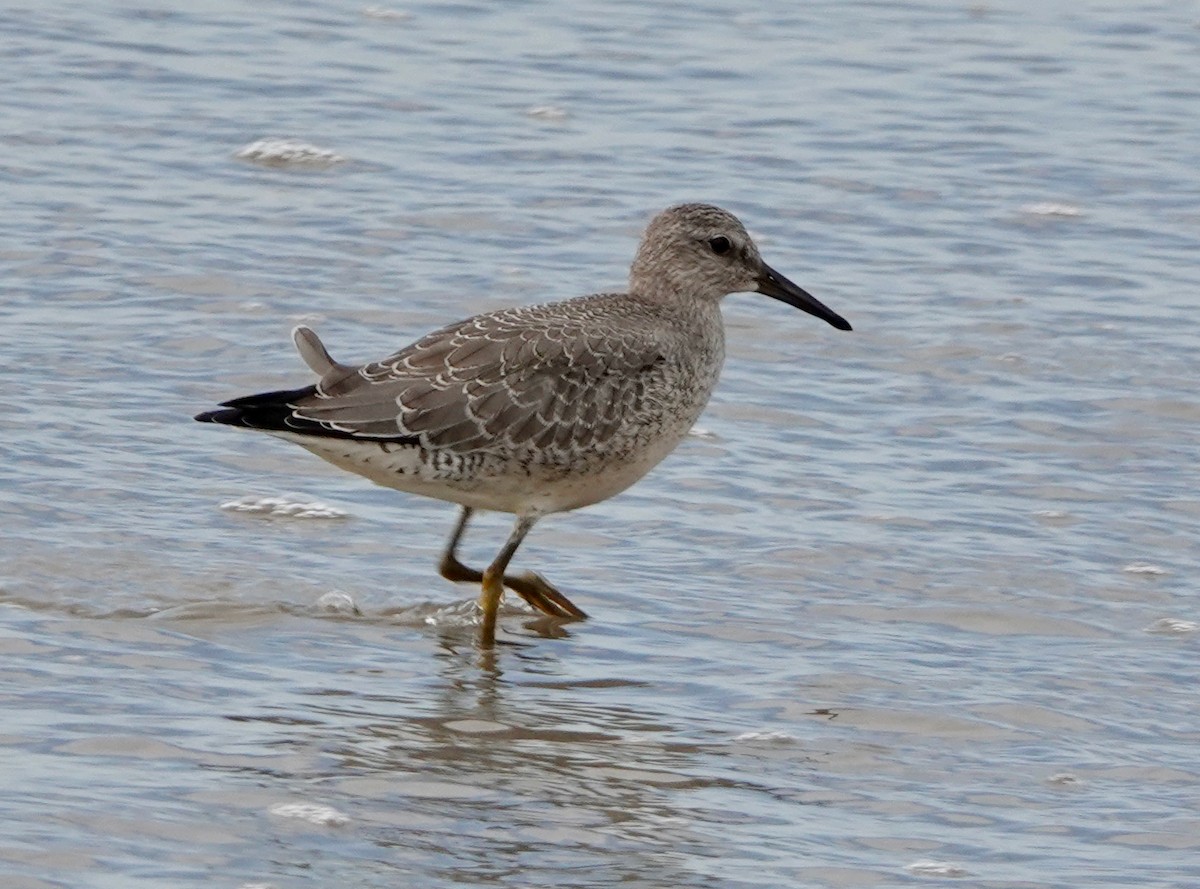 Red Knot - ML606405081