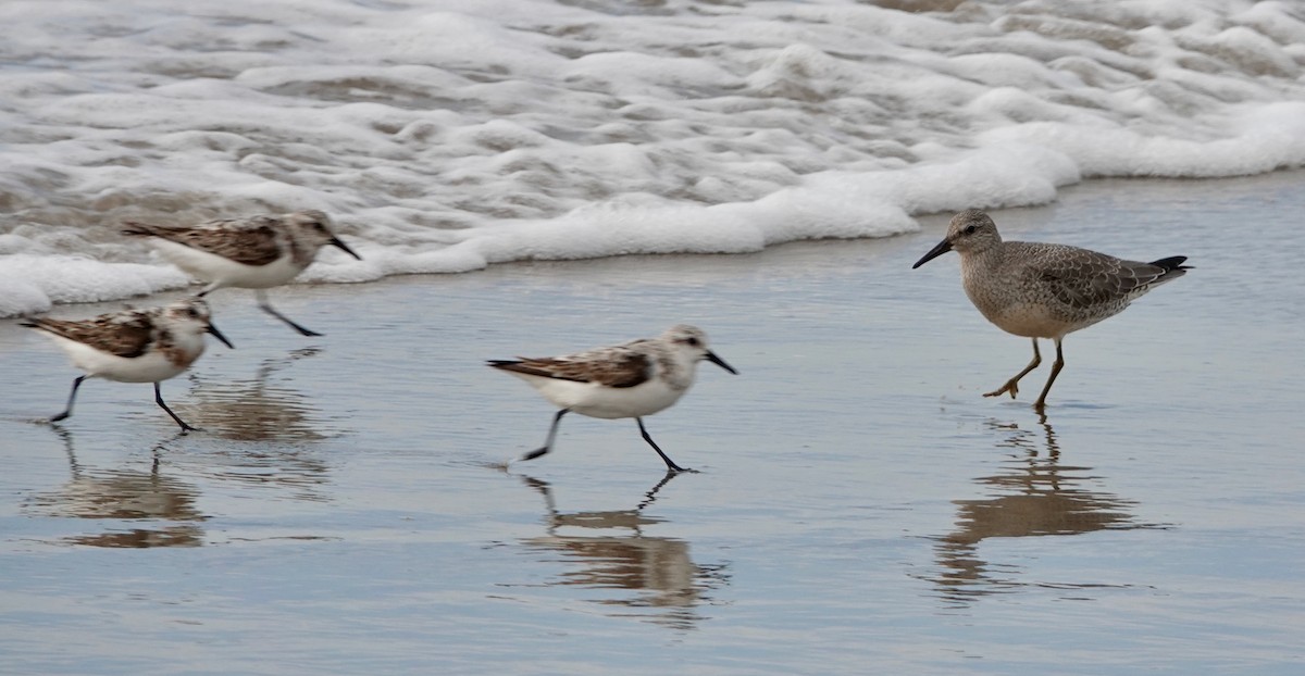 Red Knot - ML606405091