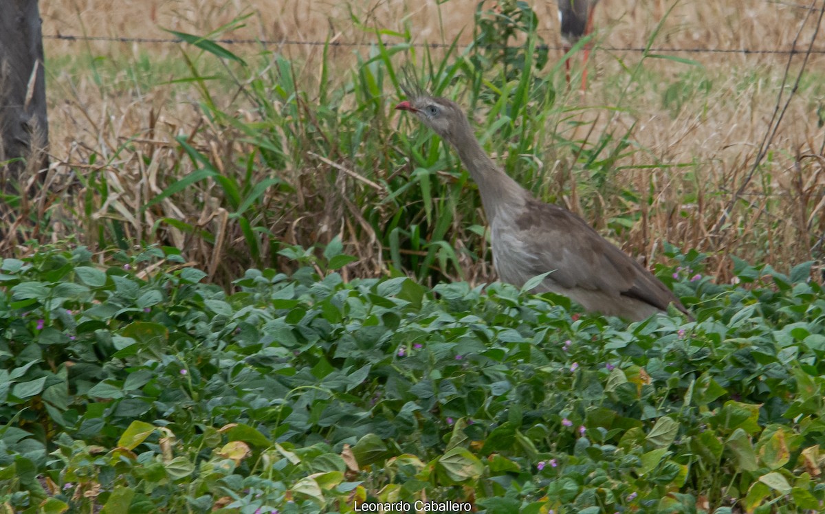 Red-legged Seriema - Leonardo Caballero