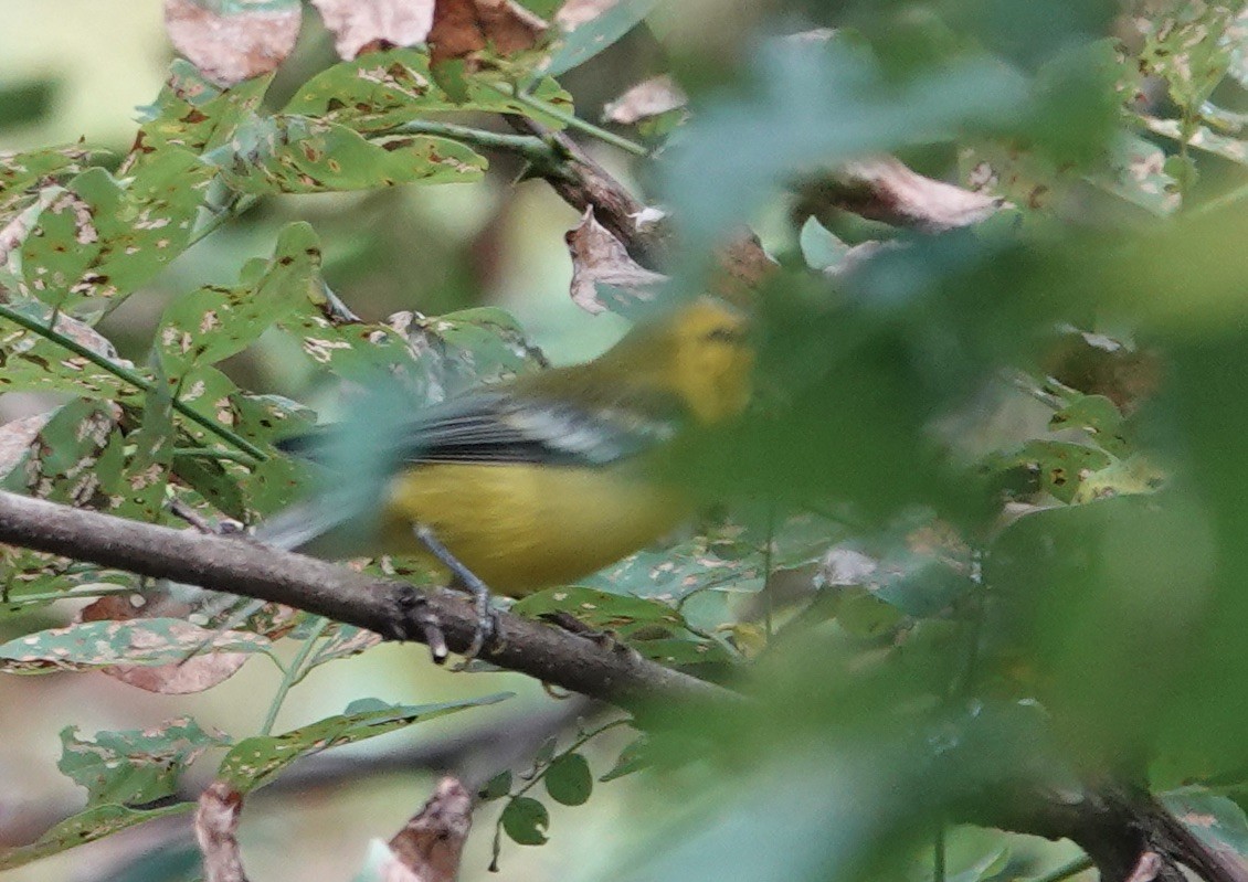 Blue-winged Warbler - ML606405851