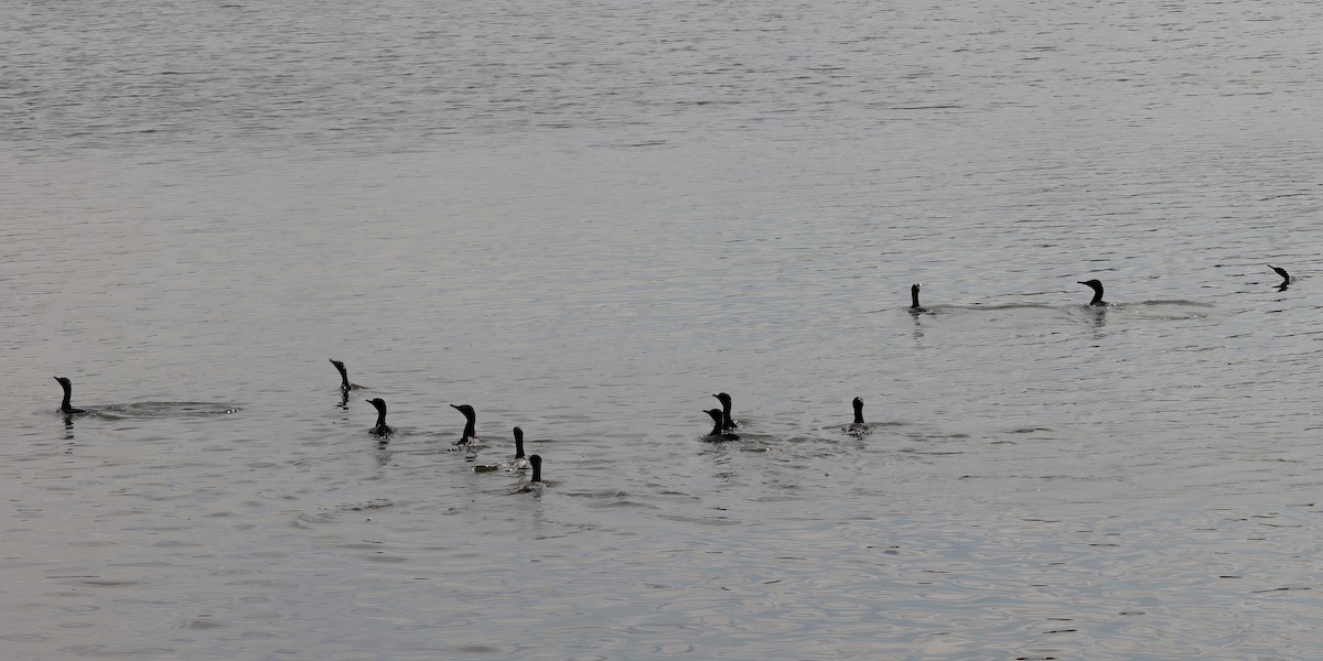 Little Black Cormorant - ML606406221