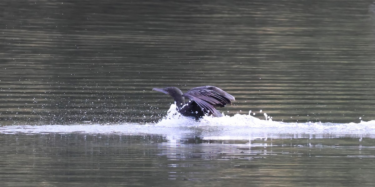 Little Black Cormorant - ML606406231