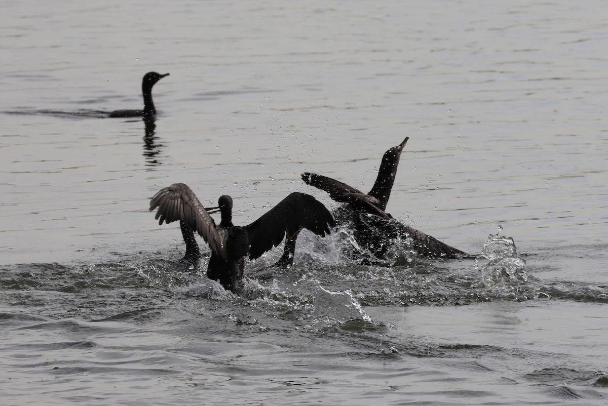Little Black Cormorant - ML606406241