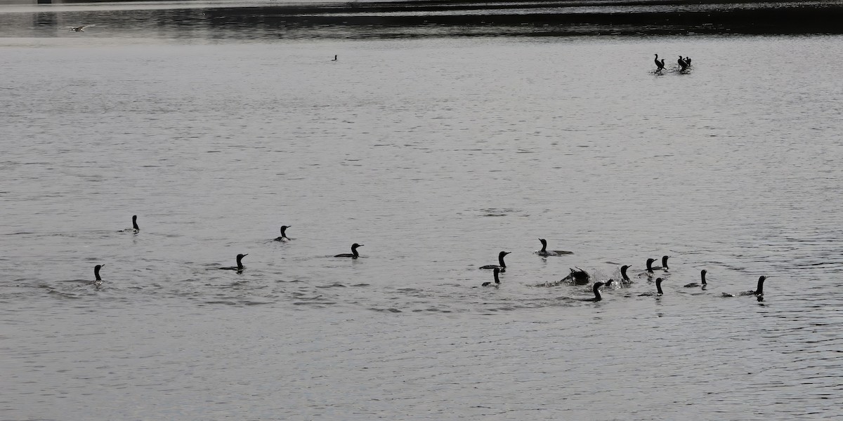 Little Black Cormorant - ML606406251