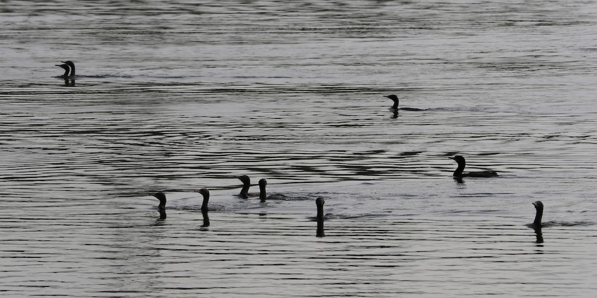 Little Black Cormorant - ML606406261