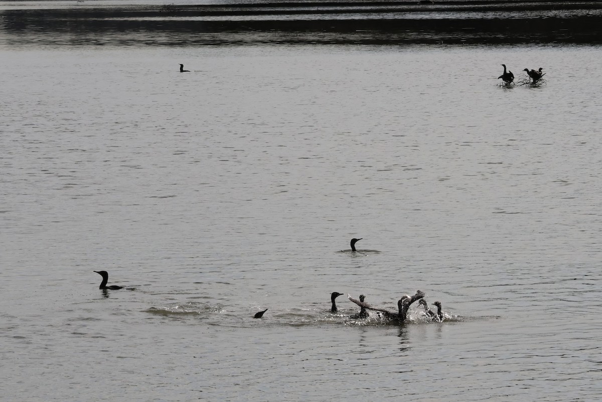 Little Black Cormorant - ML606406271
