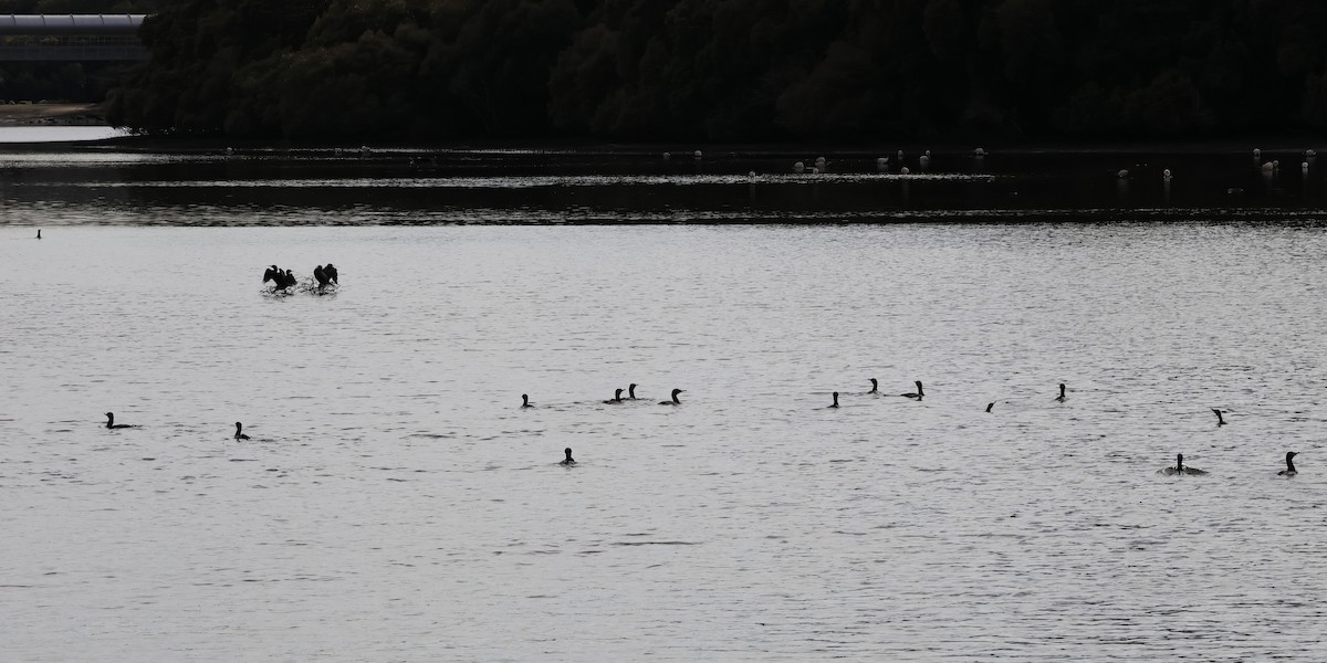 Little Black Cormorant - ML606406281
