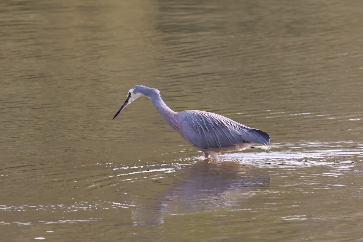 White-faced Heron - ML606406351