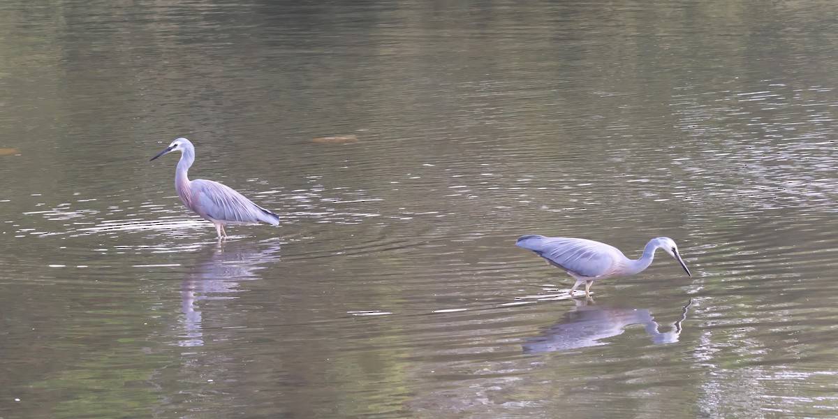 White-faced Heron - ML606406361
